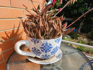 Gonialoe variegata succulent 