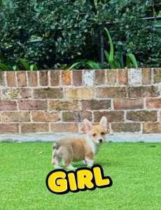 Two pure corgi puppies looking for new home