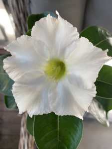 White desert rose available