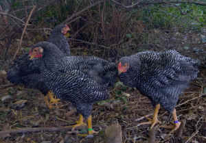 Barred Plymouth Rock Cross Cockerels 12 Weeks Old - Reservations 
