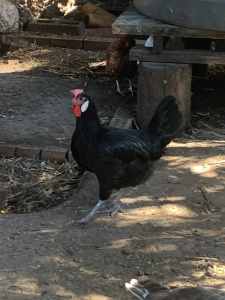 2 large Black Minorca layer pullets (hens) Dapto