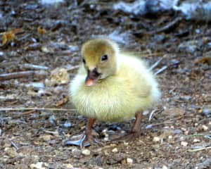 MUSCOVY DUCKLINGS FOR SALE