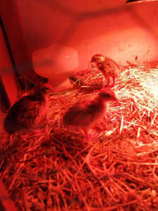 Moscovey ducklings and jumbo quail babies for sale 