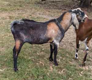 Registered Anglo Nubian Goats