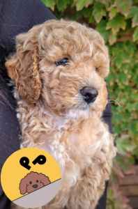 Cavoodle Puppy MALE Toy Poodle X King Charles Cavelier Puppies