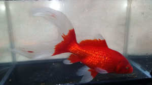 For Sale Assorted Tropical Fish (aquarium) and Cold Water Fish (Ponds)