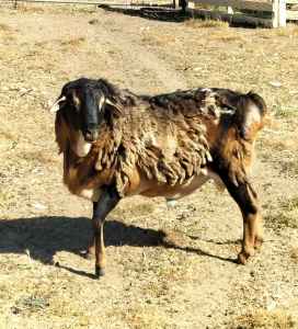 Pure tri color persian ram shedding hair sheep