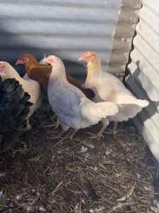 Point lay pullets ..these girls are available must go..