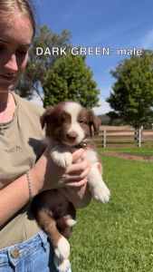 Border Collie Puppies for Sale UPDATED PHOTOS