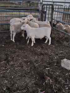 Dorper ram lambs , 5 available 6 to 8 months old blue tag ready to go