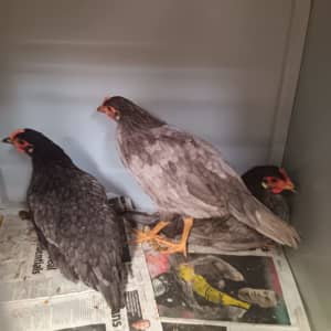 Young pullets (females) & trio Pekin X