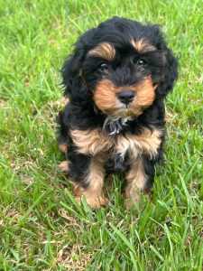LAST F1 Female Toy Cavoodle Puppy