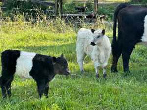Belted Galloways cow and calves