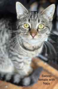 Swoop - Perth Animal Rescue inc vet work cat/kitten