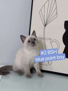 1 x Kitten for Sale 