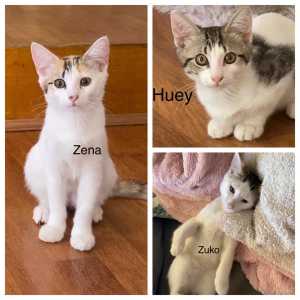 Koda, Zena & Huey - Perth Animal Rescue Inc vet work cat/kitten