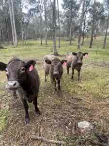 Cattle, heifers, breeders, Ai heifers