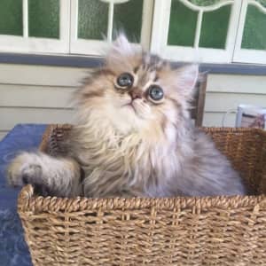Doll Faced Golden Shaded Persian Kitten