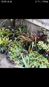 Home nursery with lots of cheap plants. Save $$ . Durack

Prices FROM$