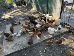 rooster for sale 
