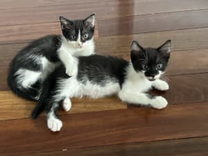 Black & White Kitten Companions 