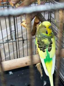 Beautiful budgie for sale