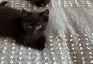 1 black male kitten 
