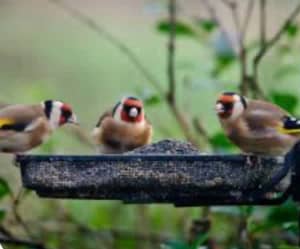 Gold finch pairs