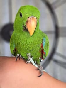 Male eclectus baby 