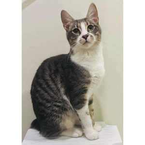8683 : Ghost - CAT for ADOPTION - Vet Work Included