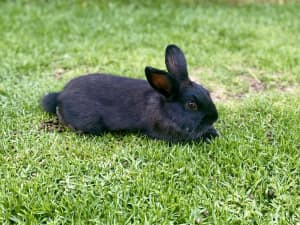 Rabbits (mini lop x Netherland dwarf)