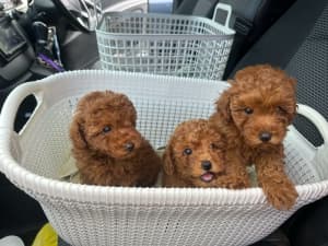 Affectionate & Super Cute Ruby Red Toy Poodles