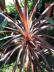 CORDYLINE ELECTRIC in HORNSBY