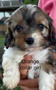 Cavoodle puppies Boys and Girls