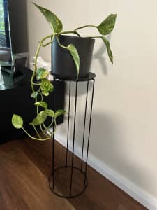 Devil’s Ivy plant with stand