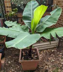 Banana plant - Cavendish variety