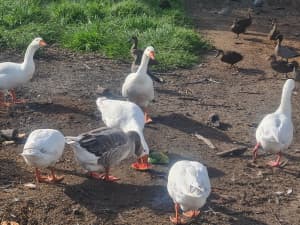 geese for sale (male)