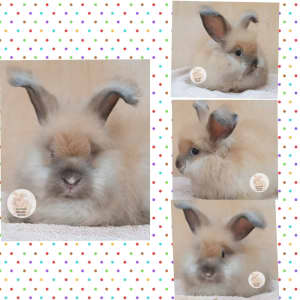Top Quality Purebred English Angora baby bunnies rabbits