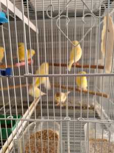 Canary (pure glouster creasted & non creasted male and female canary) 