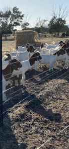 Boer Goats For Sale - Albury NSW