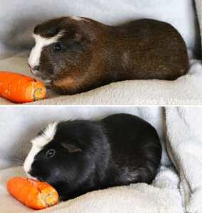 Beaks & Whiskers Rescue Piggies - Mr. Snuffleupagus & Captain Cuddles