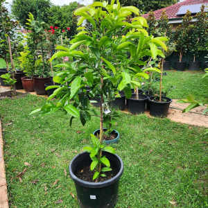 Established Black Sapote Chocolate Pudding Tree in 500mm pot