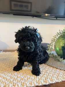 Beautiful tiny toy male poodle puppy looking forever home