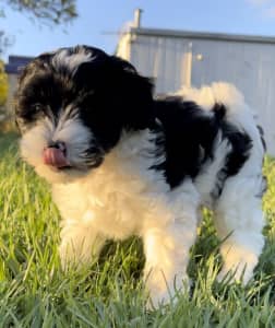 Shmoodle puppies 2 males available 