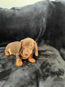 Last one!!! Chocolate & Tan Miniature dachshund