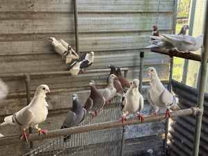 Pigeons for sale