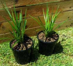 Liriope Plants, many available