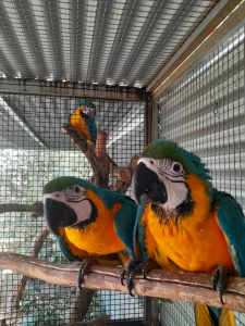Macaws baby female ready to go 