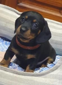 Purebred Miniature Dachshund Puppy | Dogs & Puppies | Gumtree Australia  Marion Area - Mitchell Park | 1311502067