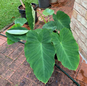 Taro Plants, Healthy, Strong Starting from $15
